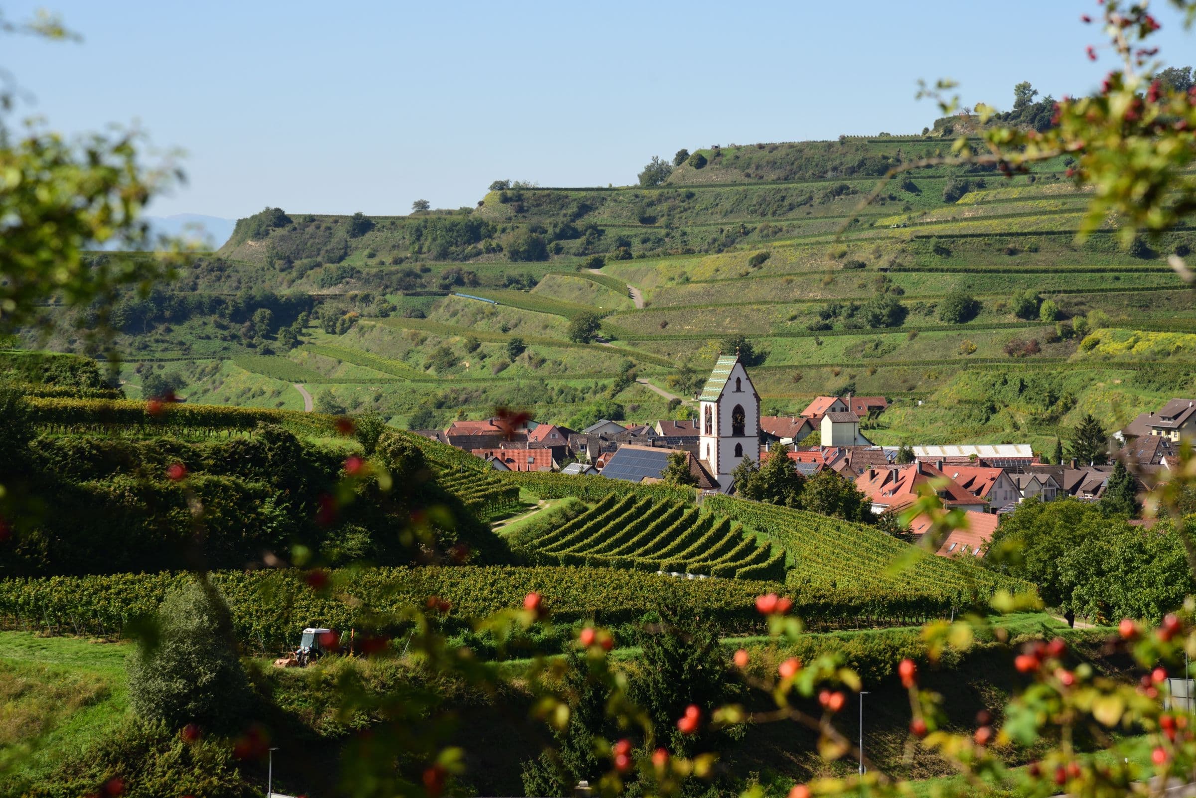 Weinort mit Kirche zwischen Weinbergen