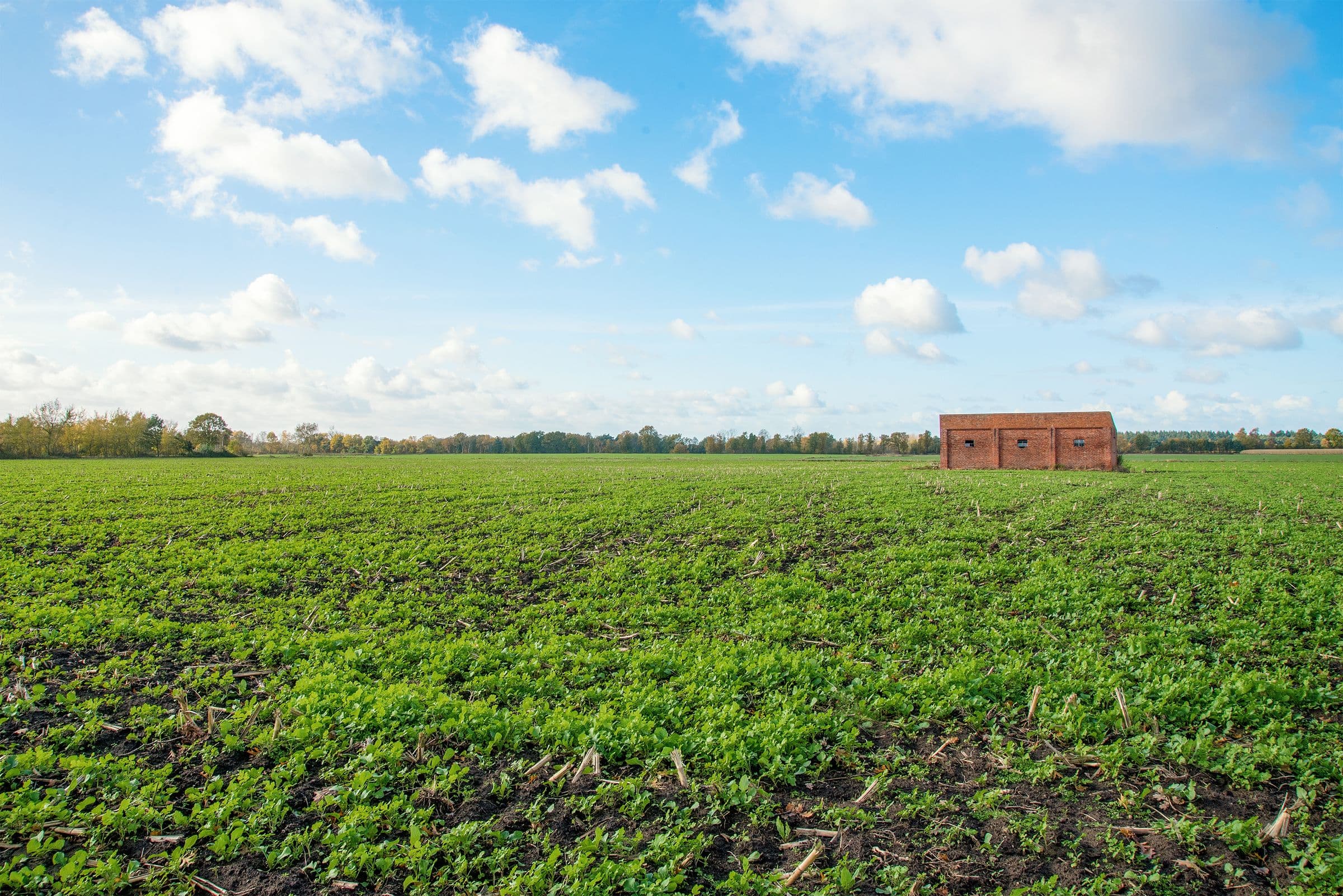 Grüne Ackerfläche unter blauem Himmel