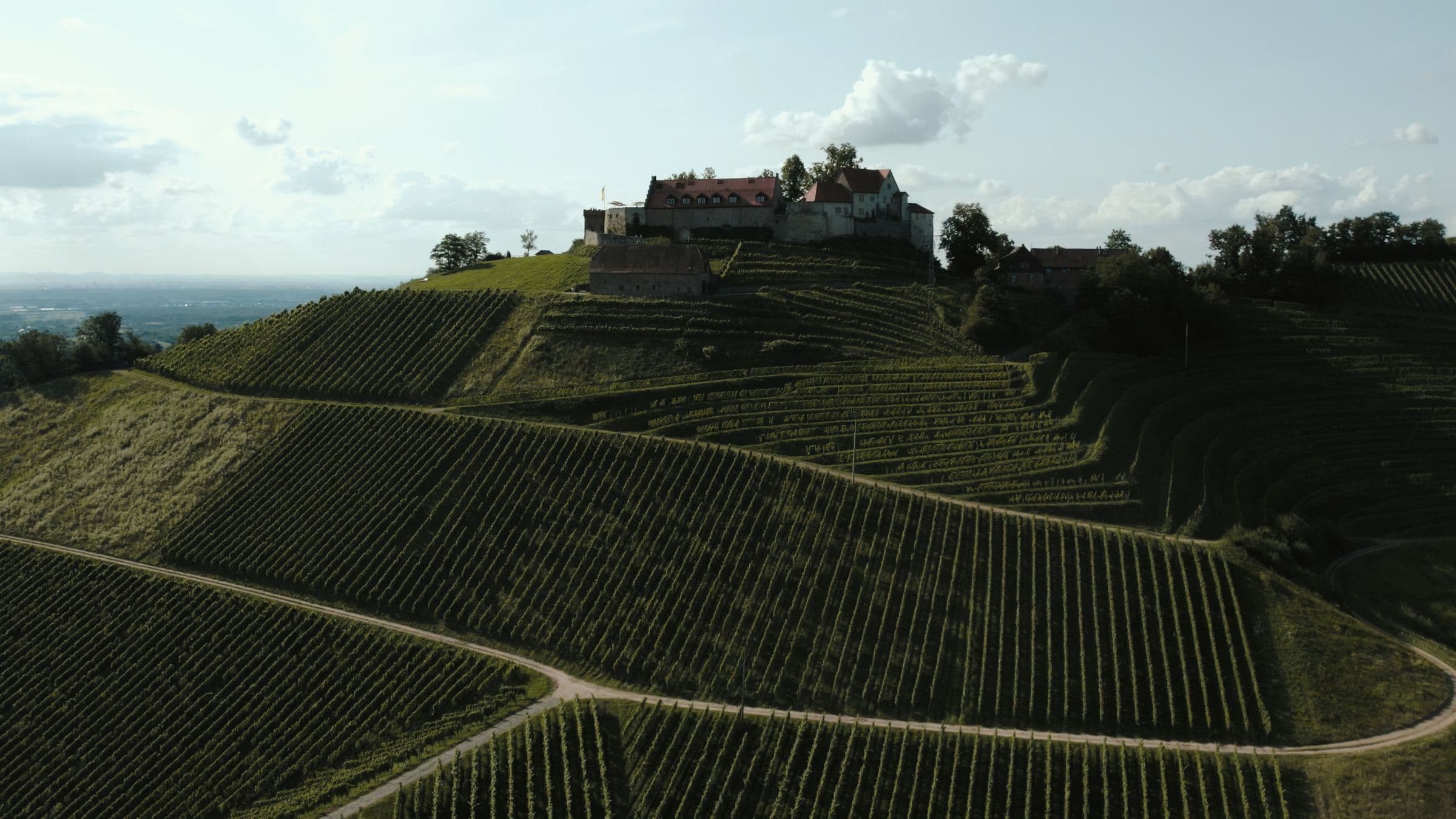 Weinberg am Hang mit Burg auf der Kuppe