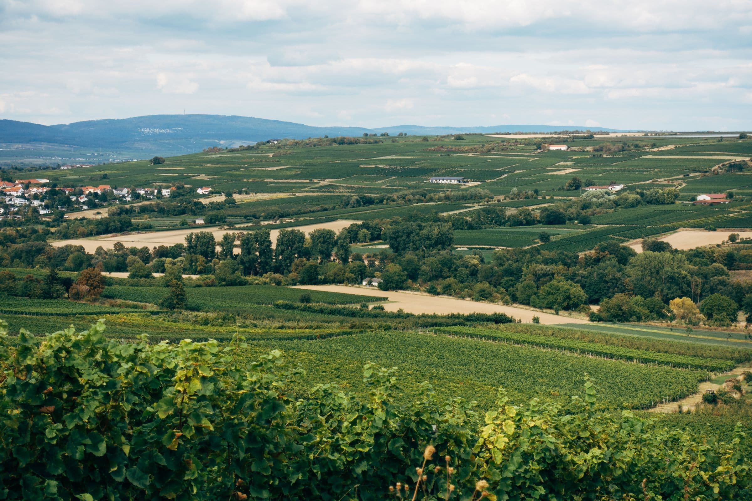 Weinberge und Felder mit Blick ins Tal